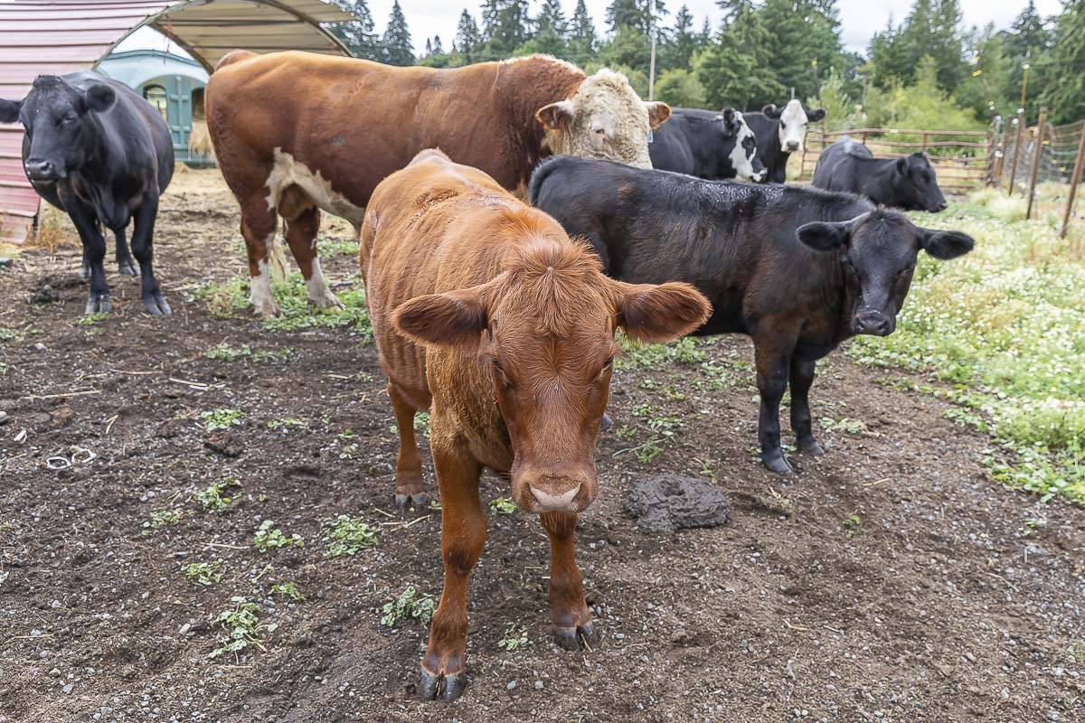 Mia Achziger names all of her animals, and they all have their own personalities. Photo by Mike Schultz