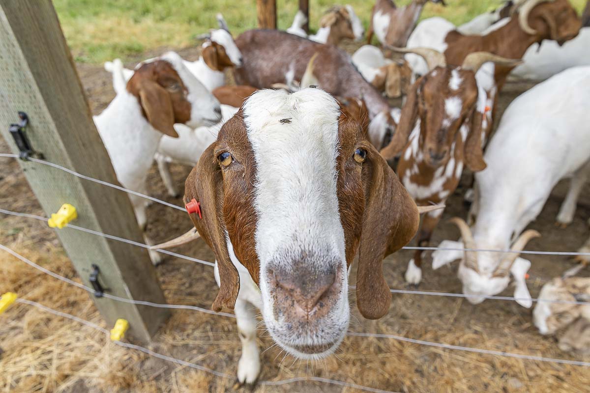 The Clark County Junior Livestock Auction is online only this year. It starts Monday. Goats, beef, lambs, rabbits, and poultry will be listed. Photo by Mike Schultz