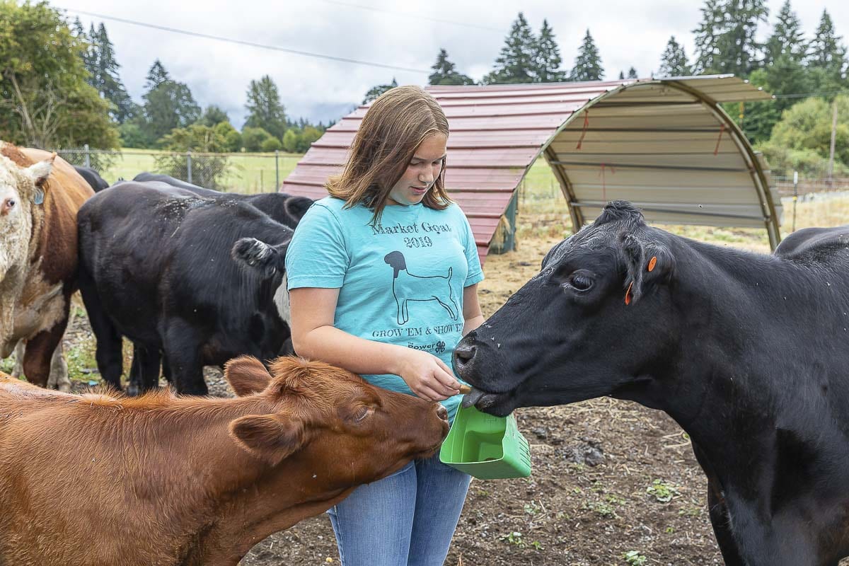 Mia Achziger, 13, is in her fifth year of showing and selling animals. Her “cows” always know she brings them goodies. Photo by Mike Schultz