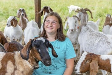 Junior Livestock Auction a go for online