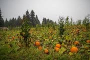 Pandemic pumpkins: How area patches are getting ready for a unique season