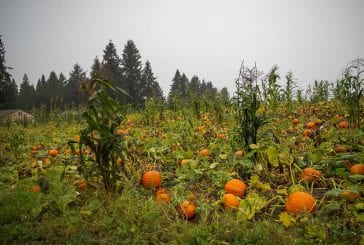 Pandemic pumpkins: How area patches are getting ready for a unique season