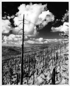 This 1977 photograph displays the slow regrowth of what is now known as the Yacolt Burn State Forest. Photo courtesy of CCHM