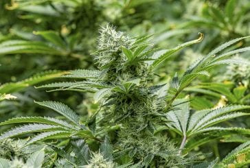 Camas group’s efforts to get cannabis on the ballot unsuccessful for now