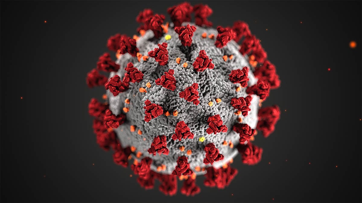 A computer model of the SARS-CoV-2 virus, which causes COVID-19. Image courtesy US Centers for Disease Control and Prevention