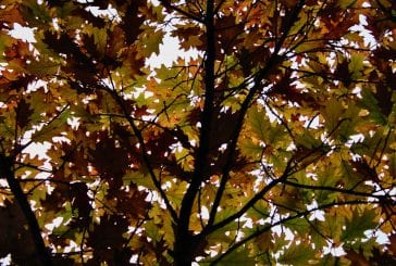 Vancouver and Clark County’s leaf coupon plan for not falling behind