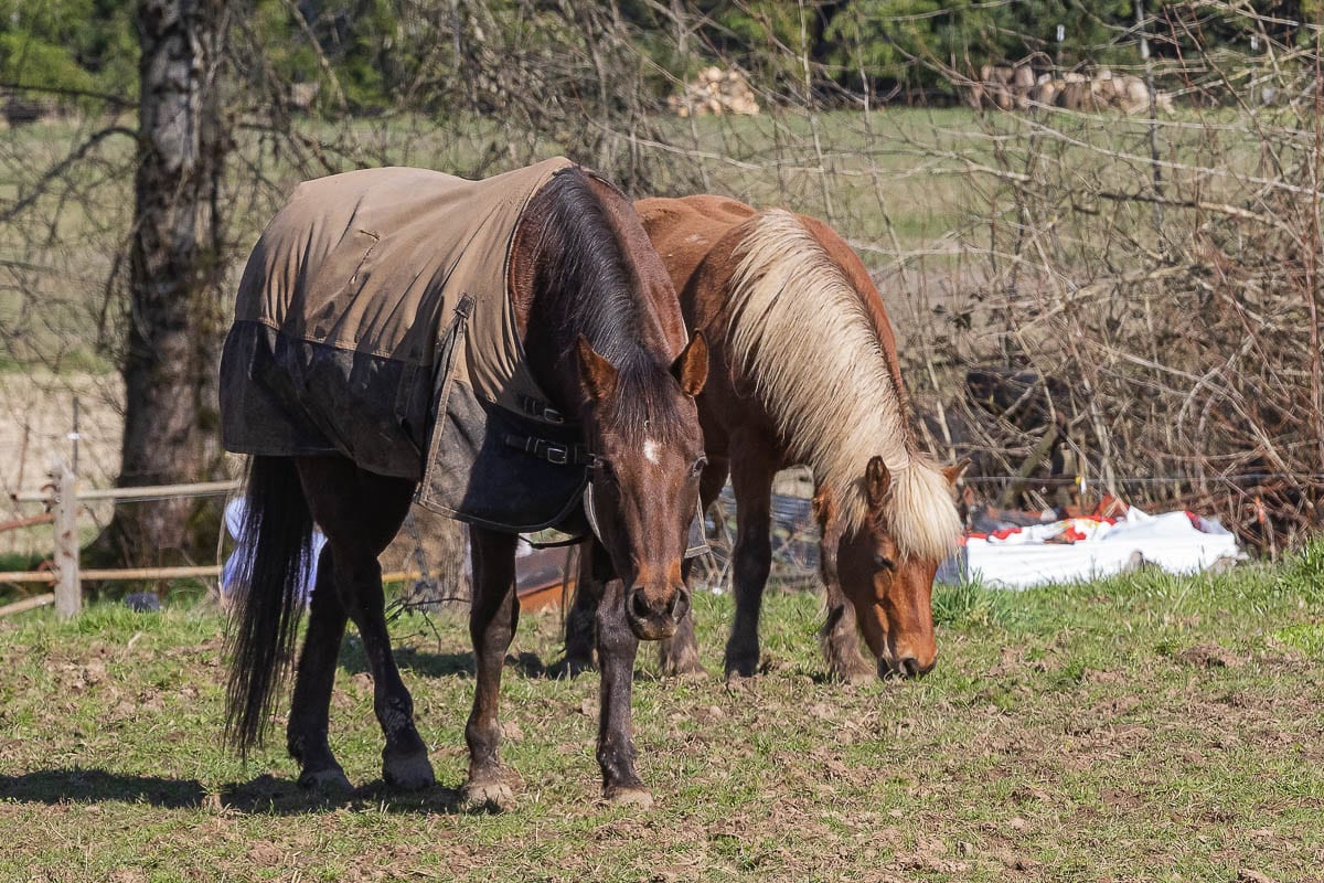 Horses graze in a north Clark County field. Photo by Mike Schultz