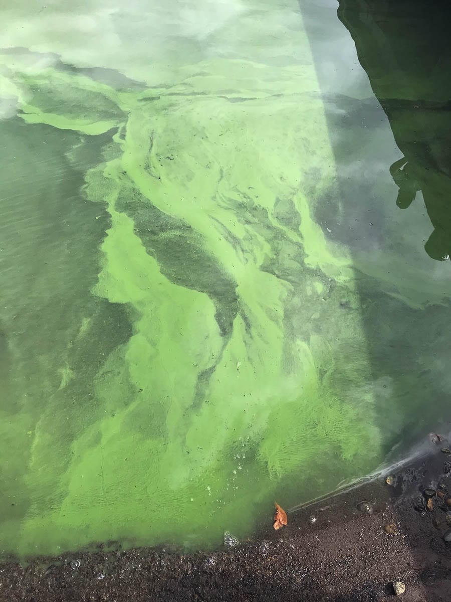 Blue-green algae floats on Lacamas Lake on Sept. 14. The county and other concerned citizens have been closely monitoring Lacamas Lake water for the appearance of the toxic algae. Photo by Marie Callerame.