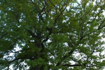 City of Vancouver Urban Forestry Program seeks to make a difference