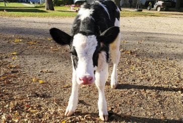 Washougal teacher finds a fun way to make the most of remote learning