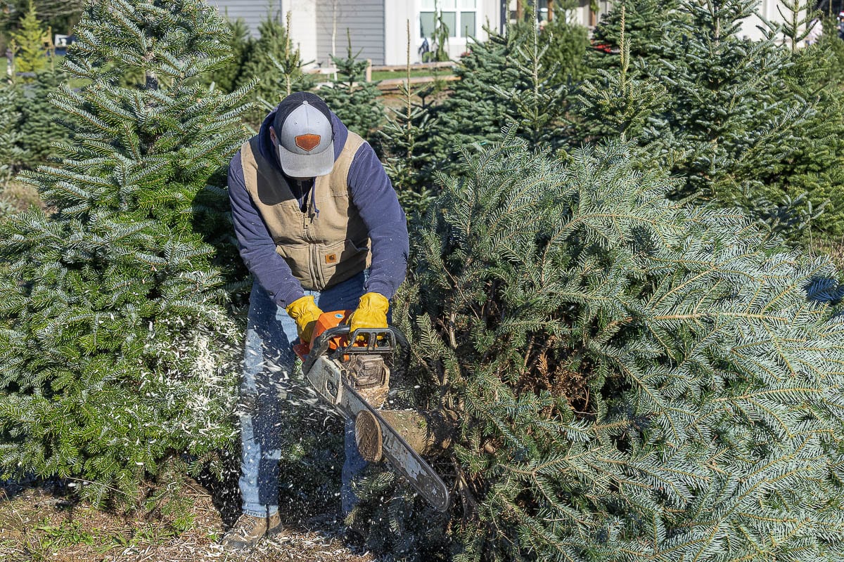 Derek Aldrich trims the base of a tree at East Fork Christmas Trees, where the farm workers cut trees for customers. Photo by Mike Schultz