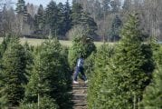 VIDEO: Christmas comes early and so do the trees in Clark County