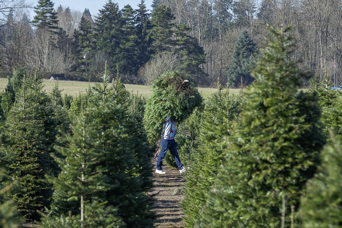 The Tree Wisemans has been a staple of the holiday season in Clark County for decades, but is still seeing new customers each year. Photo by Mike Schultz