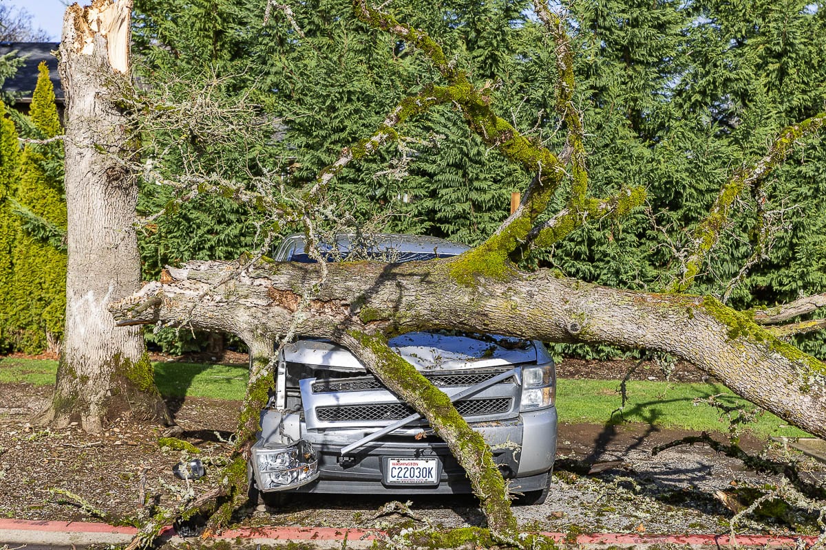A fallen tree damaged a truck near the Fairview Court Apartments on NE 109th Ave in Vancouver early Wednesday morning. Photo by Mike Schultz