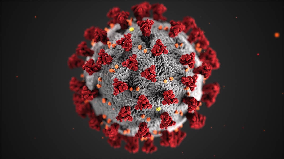 The SARS-CoV-2 virus, which causes COVID-19. Photo courtesy Centers for Disease Control and Prevention