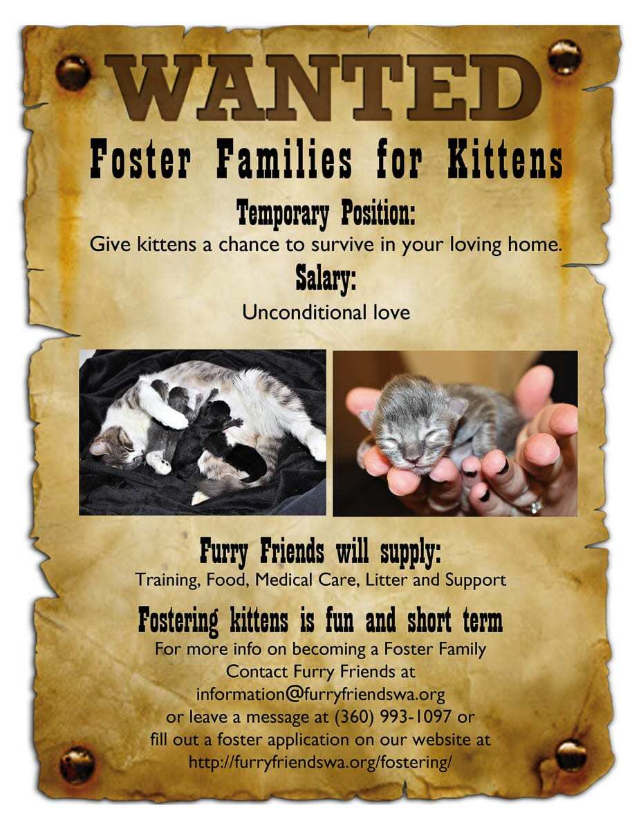 Furry Friends volunteers believe fostering is a great way to help kittens on your own time, in the comfort of your own home. Photo courtesy of Furry Friends