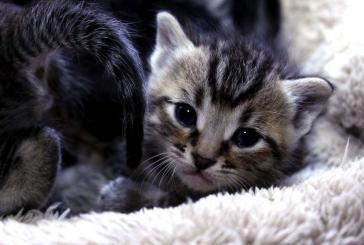 Area kitten lovers encouraged to become a ‘foster parent’