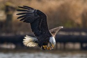 Photos: 2021 smelt run on the Lewis River attracting hundreds of bald eagles