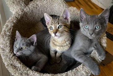 Area cat rescue to host ‘Not Kitten Around’ online auction