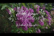 VIDEO: Clark County Today’s Andi Schwartz provides a visual trip to Lilac Days 2021