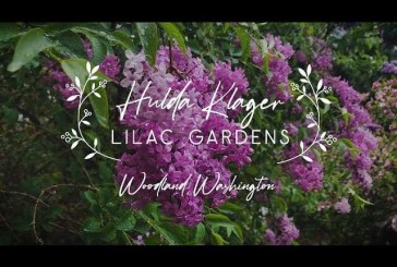 VIDEO: Clark County Today’s Andi Schwartz provides a visual trip to Lilac Days 2021