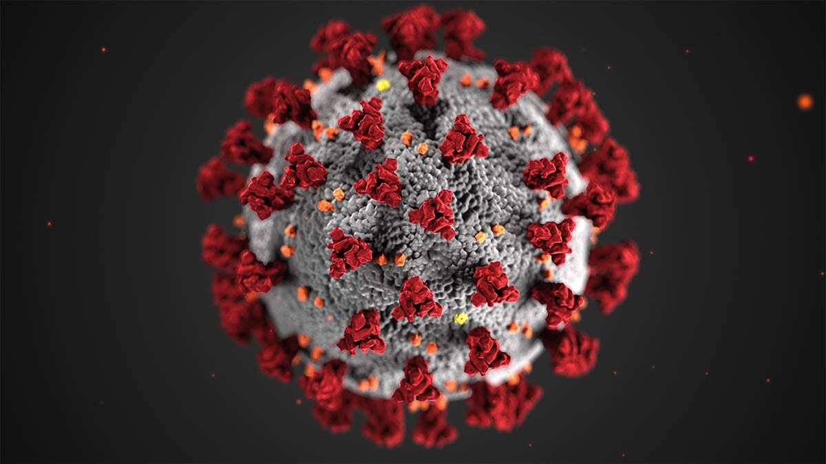 The SARS-CoV-2 virus which causes COVID-19. Photo courtesy Centers for Disease Control and Prevention
