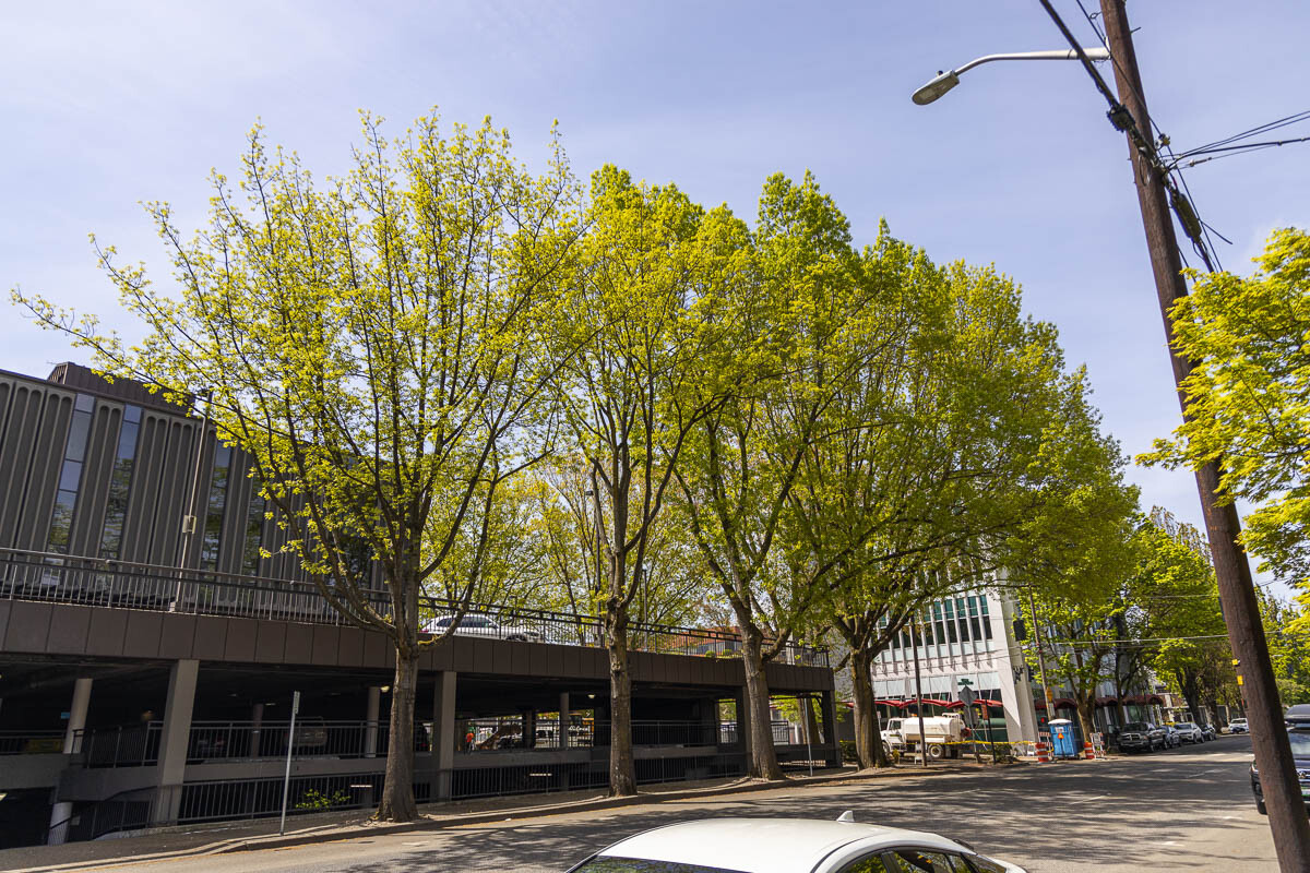 Crews will replace about 30 trees causing damage to the roadway and sidewalks along East Mill Plain Boulevard and East 15th Street with new smaller root system trees. Photo by Jacob Granneman