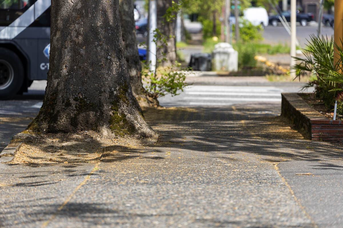 WSDOT is working with the city to donate the removed trees to a local non-profit that will recycle the wood and give it new life as locally made goods. Photo by Jacob Granneman