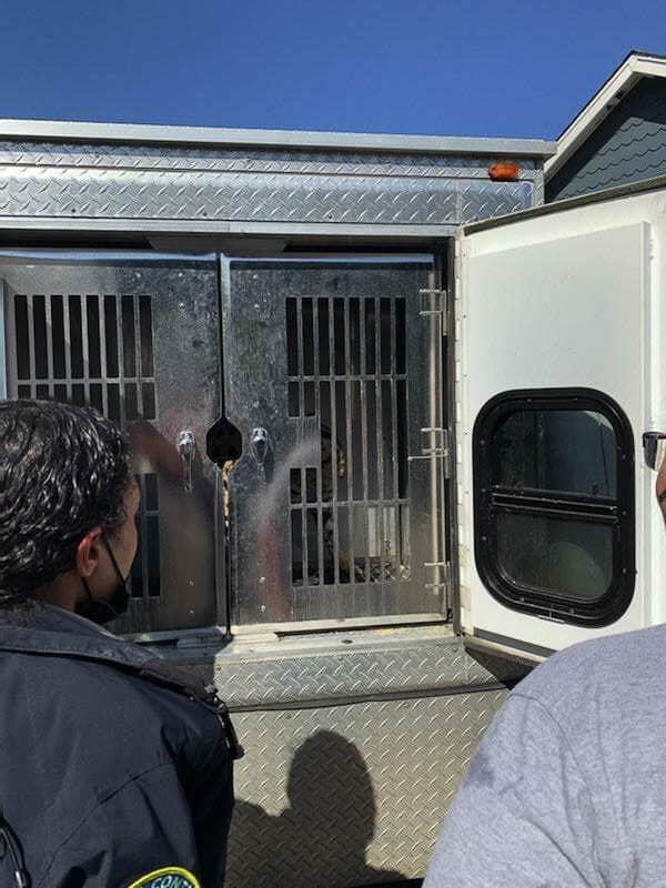 A firefighter was bit by a 60-70 pound African Serval cat while battling a house fire in the Felida area Sunday. Photo courtesy of Clark County Fire District 6