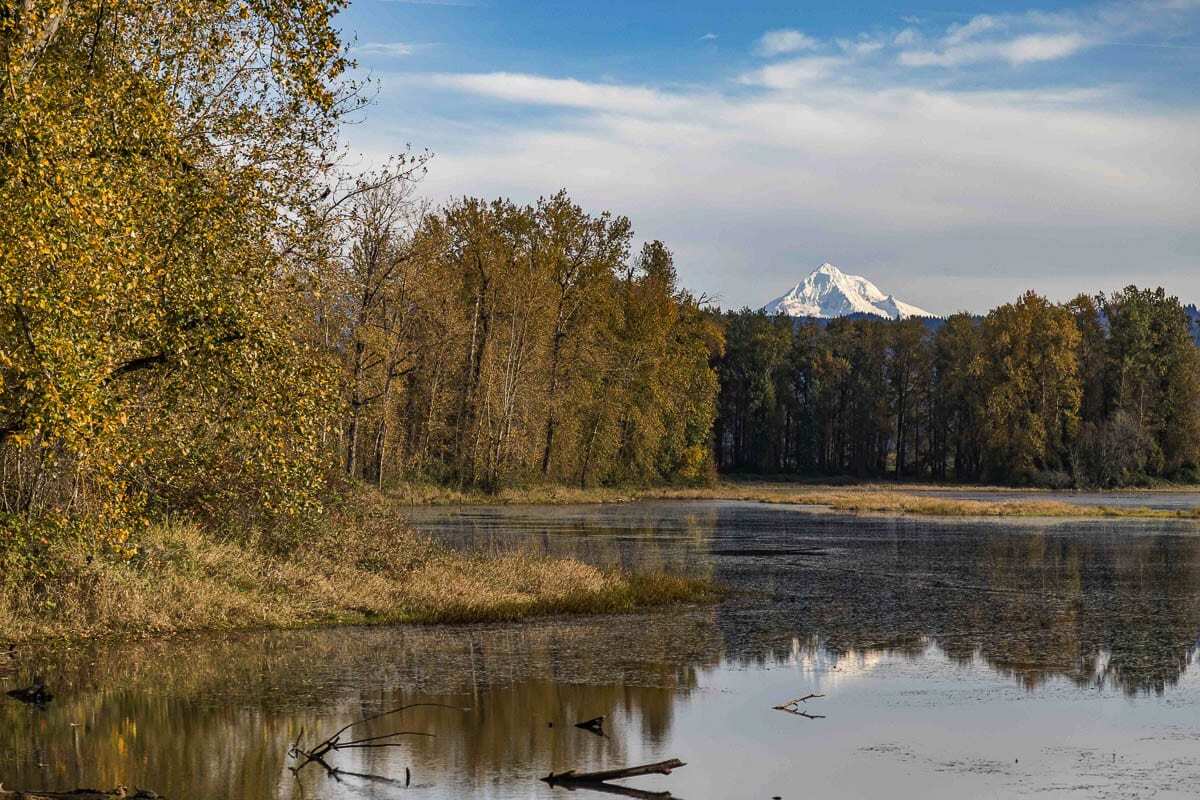 Culmination of the project will see the former floodplains of Steigerwald Lake National Wildlife Refuge and Gibbons Creek reconnected to the Columbia River for the first time in generations. Photo by Mike Schultz