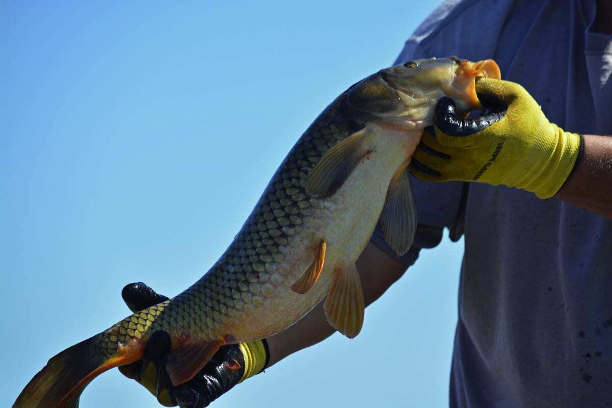 A close up of a 7-pound carp caught at Vancouver Lake. Waste Connections will transport the fish to Dirt Hugger in Dallesport, Washington to create fertilizer, soil supplements and other organic materials. Photo by Dan Trujillo.