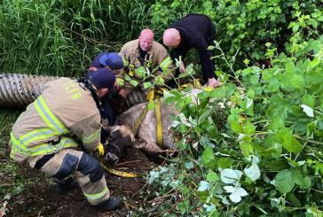 Clark-Cowlitz Fire Rescue and TLC Towing rescue cow trapped in mud