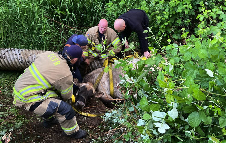 Clark-Cowlitz Fire Rescue firefighters are shown here getting straps around the cow stuck in mud near Ridgefield. Photo courtesy of Clark-Cowlitz Fire Rescue