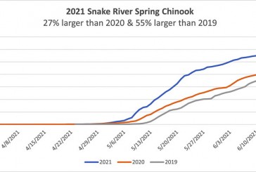 Opinion: Spring Chinook returns increase 27 percent, continuing the recover from the recent low point in the population cycle
