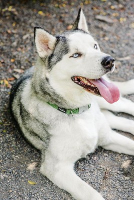 Several Vancouver-area cooling shelters are accepting people with their pets beginning Fri. June 25. File photo