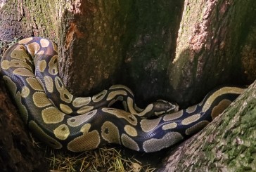 Pythons found at Lacamas Lake