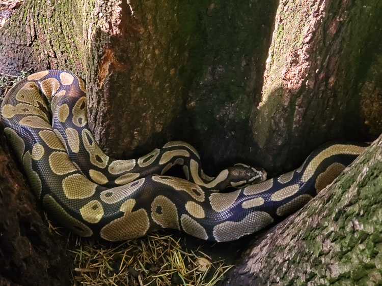 These types of snakes are not native to the Pacific Northwest and are usually owned by individuals as pets. Authorities are assuming the snakes were dumped in the park by a previous owner. Photo courtesy of Camas Police Department