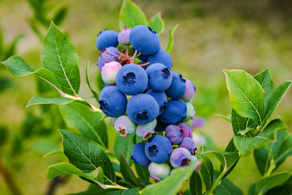 Following the success of last year’s inaugural event, the Hockinson Blueberry Festival is returning to celebrate the area’s blueberry farms and small businesses.