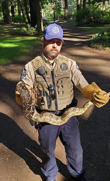 Clark County Animal Control Officer Bryan Caine shows one of the snakes found at Lacamas Park. Photo courtesy of Camas Police Department