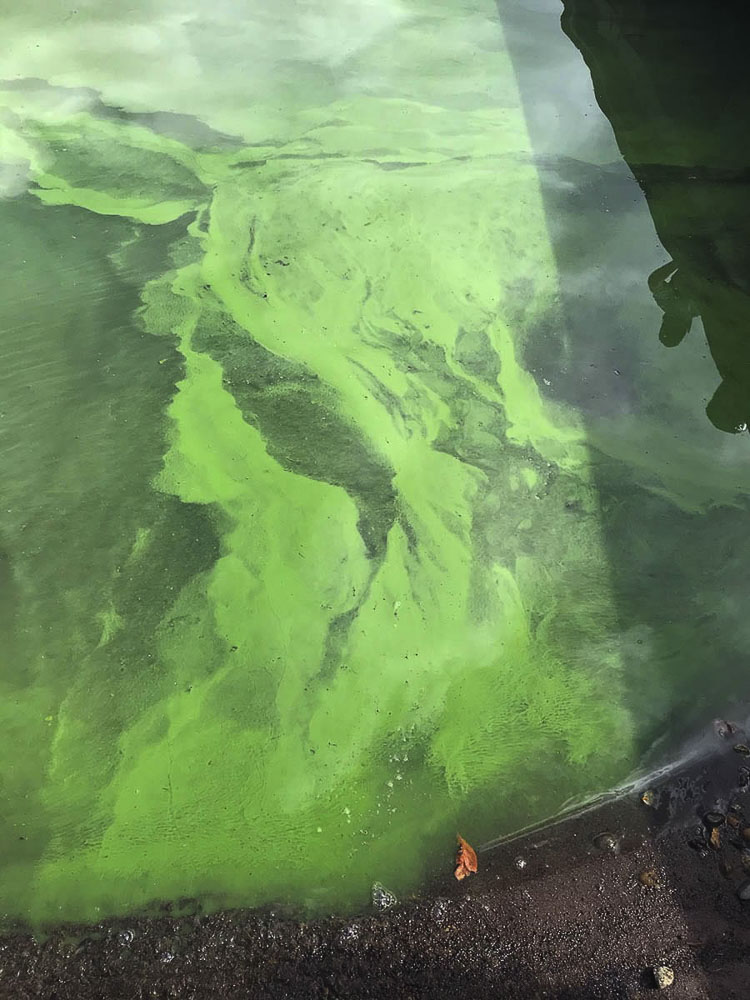 Toxic algae blooms were a nearly constant occurrence on Lacamas Lake last year, causing a hazard for people and pets. Stay away. Photo courtesy of Marie Callerame