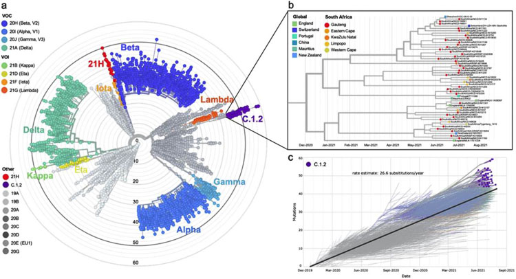 A new variant of the COVID-19 coronavirus has emerged in South Africa. In a pre-published paper, this graphic shows the distribution of the numerous variations of the multiple variants of the virus. Graphic from MedRXiv filing