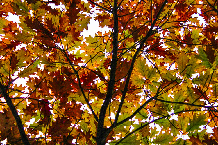 The Fall Leaf Coupon Program, courtesy of city of Vancouver and Clark County Public Works, can help when leaves start to fall and cover the ground.