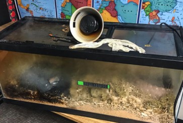 A snake was saved from a potential fire at North Fork Elementary School in Woodland Friday morning