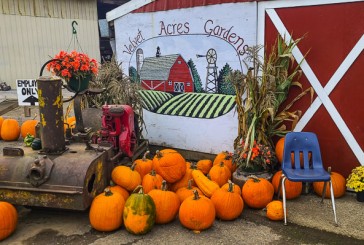 The Vancouver Pumpkin Patch fun for all ages