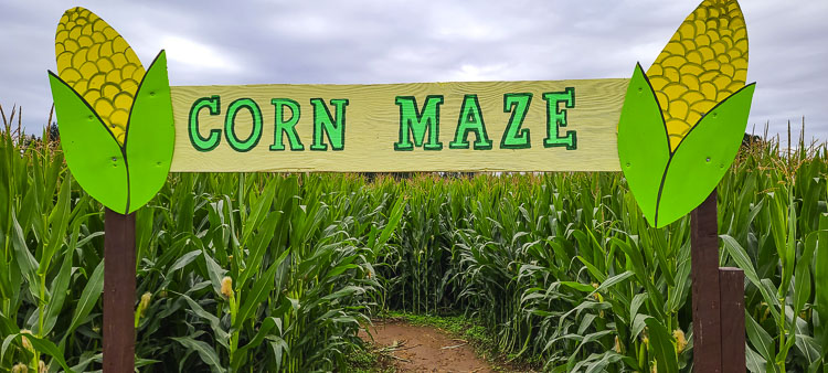 Try your luck, and internal compass, at the Corn Maze. Photo by Paul Valencia