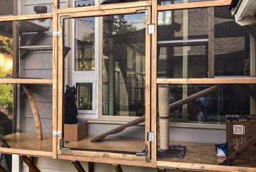 Furry Friends displays cheap and cheerful ‘catio’