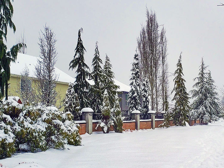 Winter is a great time to have existing trees professionally inspected and possibly serviced to lengthen life and minimize future storm damage. Photo courtesy city of Vancouver