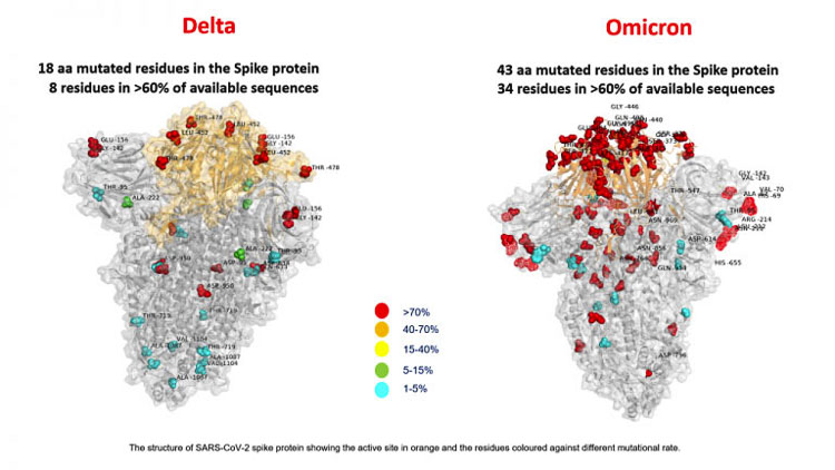 Scientists have identified 32 mutations in the spike protein of the Omicron variant, whereas the Delta variant only had seven. Early reports indicate symptoms are mild and patients can be treated from home. It will be “weeks” before healthcare professionals have the data to make more informed decisions regarding the seriousness of infection by Omicron. Graphic courtesy Bambino Gesù Hospital