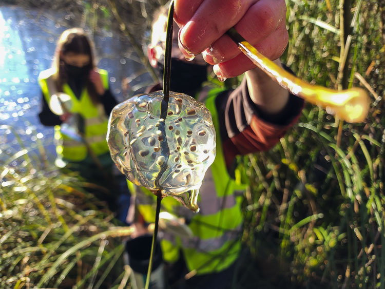 A CASEE student holds up a Western Salamander egg mass found during a pond survey on the 80-acre campus in Brush Prairie. Photo courtesy Battle Ground School District