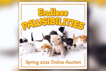 Local Cat Rescue to Host ‘Endless PAWsibilities’ Online Auction